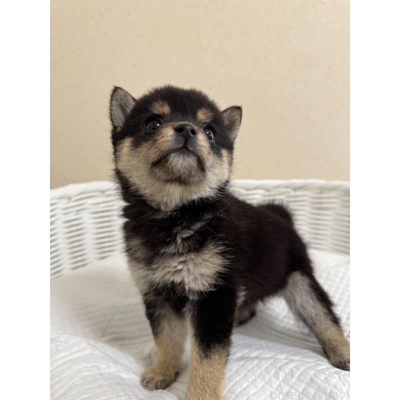 販売中の兵庫県の豆柴-440720の3枚目