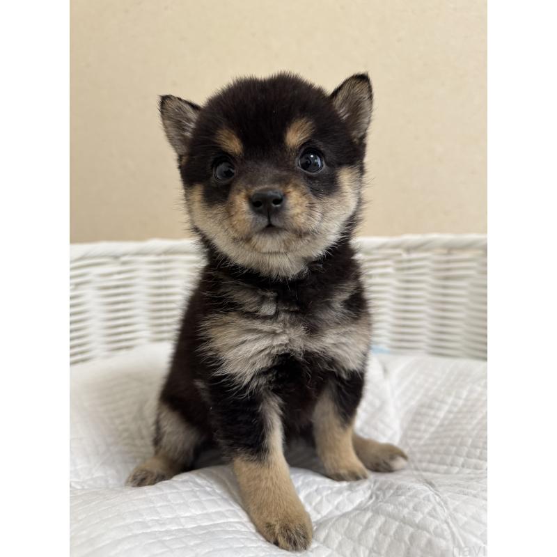 販売中の兵庫県の豆柴-440720の2枚目