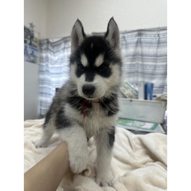 成約済の千葉県のシベリアンハスキー-438767の5枚目