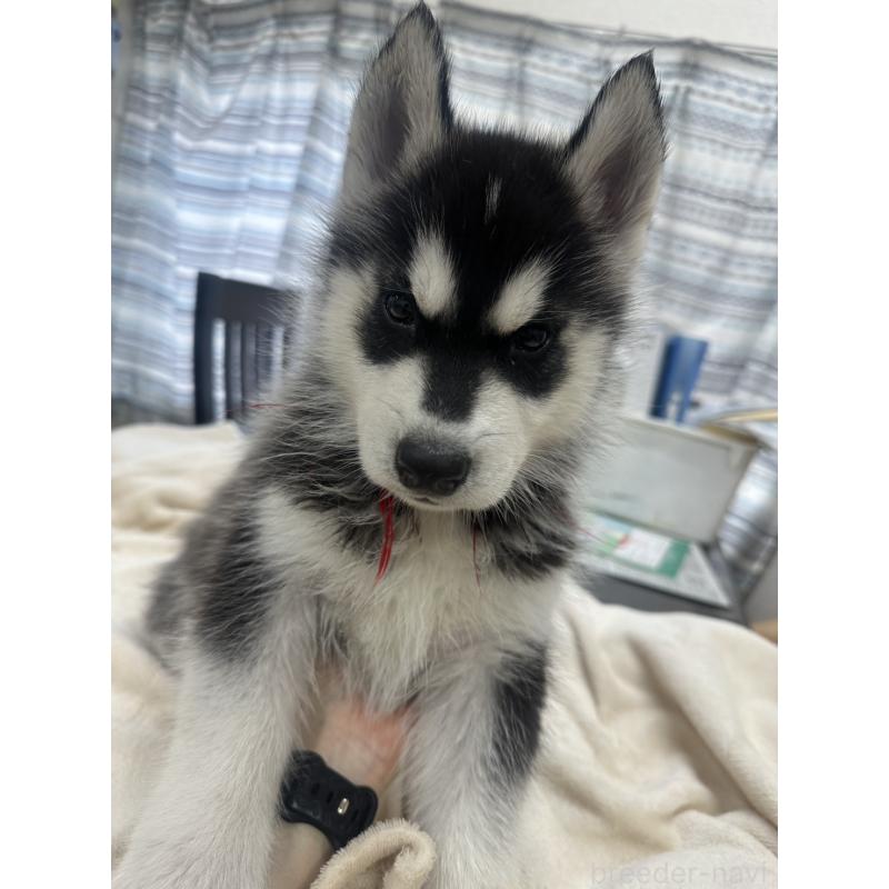 成約済の千葉県のシベリアンハスキー-438767