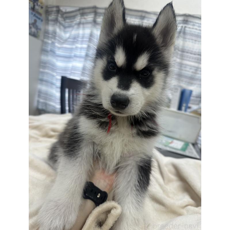 成約済の千葉県のシベリアンハスキー-438767の4枚目