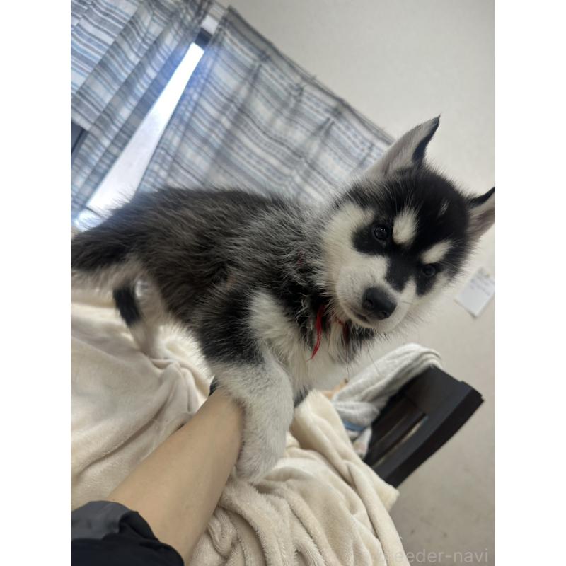 成約済の千葉県のシベリアンハスキー-438767の3枚目