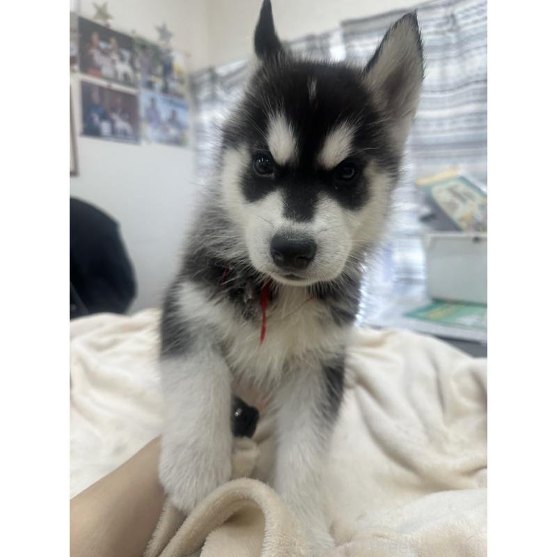 成約済の千葉県のシベリアンハスキー-438767の2枚目