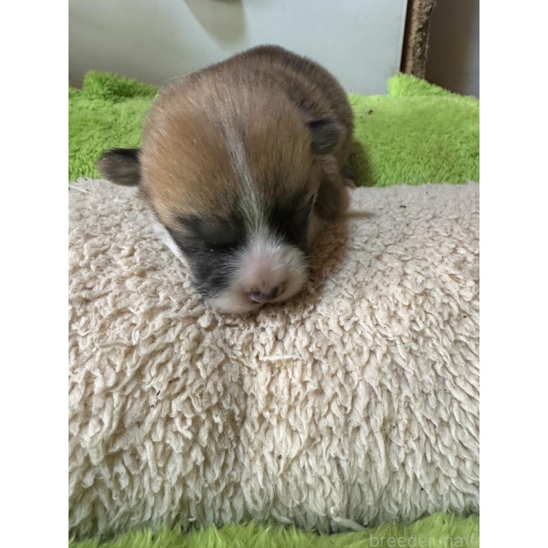 商談中の奈良県のウェルシュコーギーペンブローク-438034の9枚目