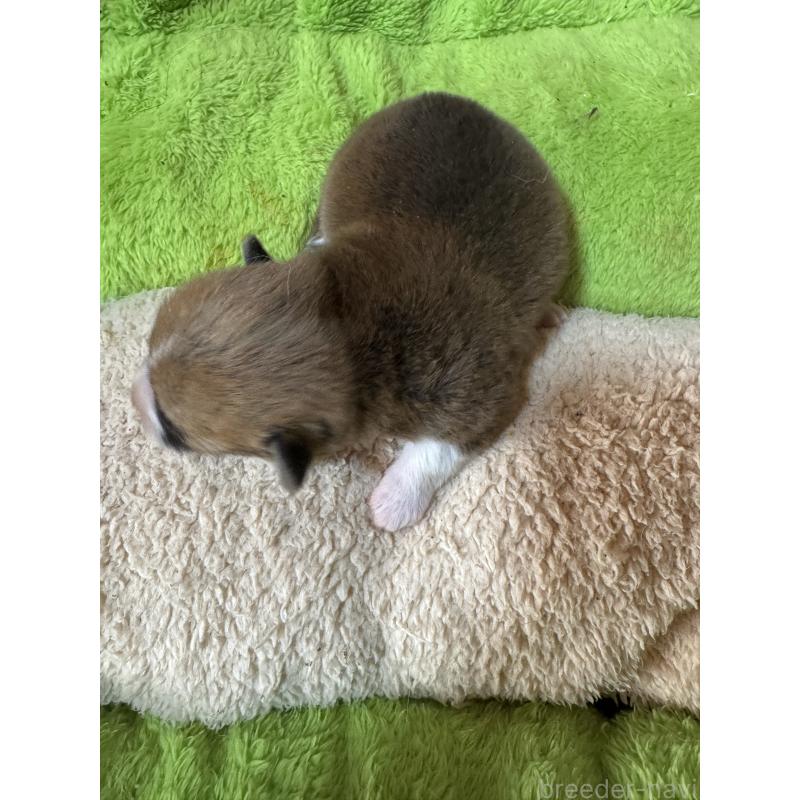 商談中の奈良県のウェルシュコーギーペンブローク-438034の8枚目