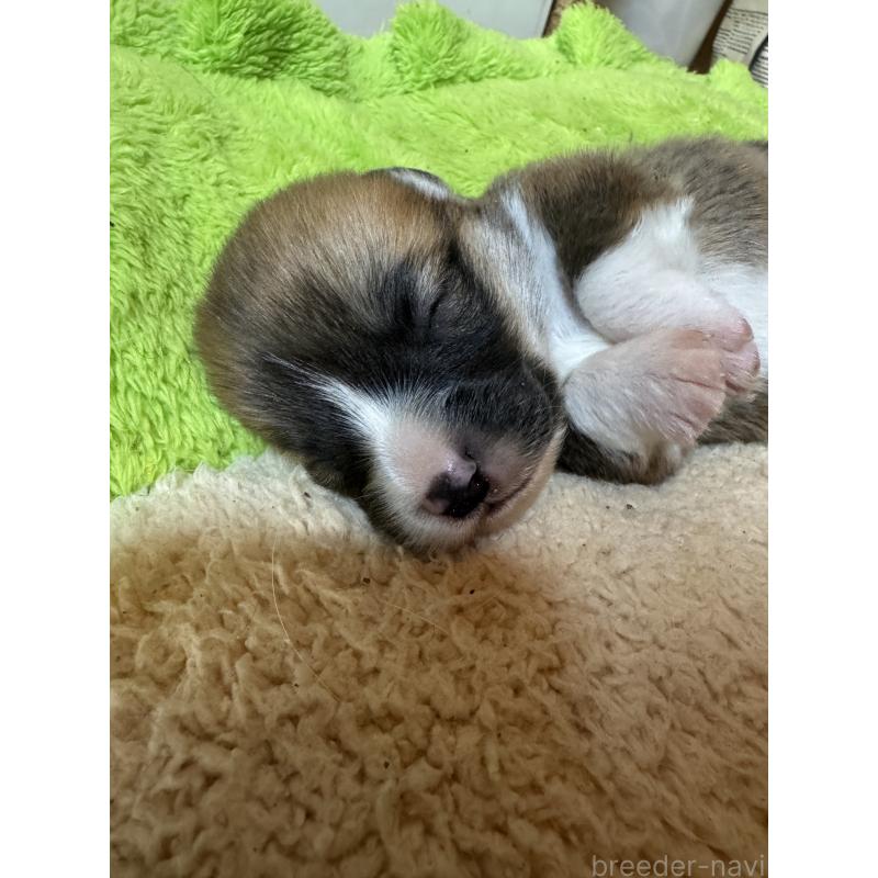 販売中の奈良県のウェルシュコーギーペンブローク-440721の5枚目