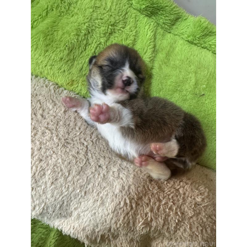 販売中の奈良県のウェルシュコーギーペンブローク-440721の4枚目