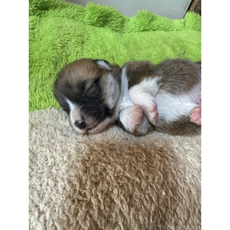 販売中の奈良県のウェルシュコーギーペンブローク-440721の3枚目