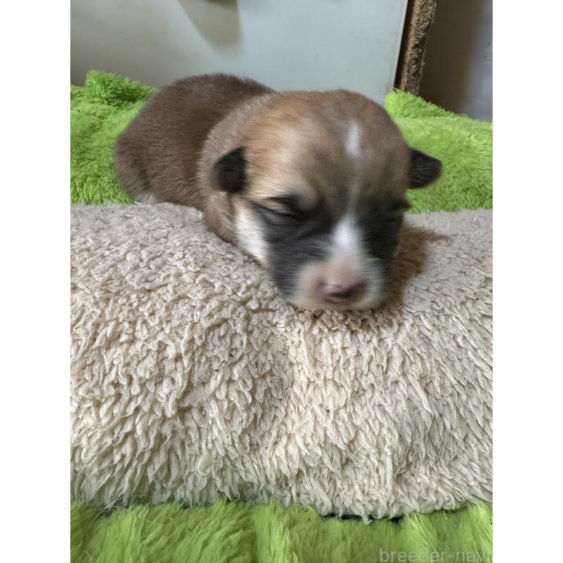 販売中の奈良県のウェルシュコーギーペンブローク-438031の11枚目