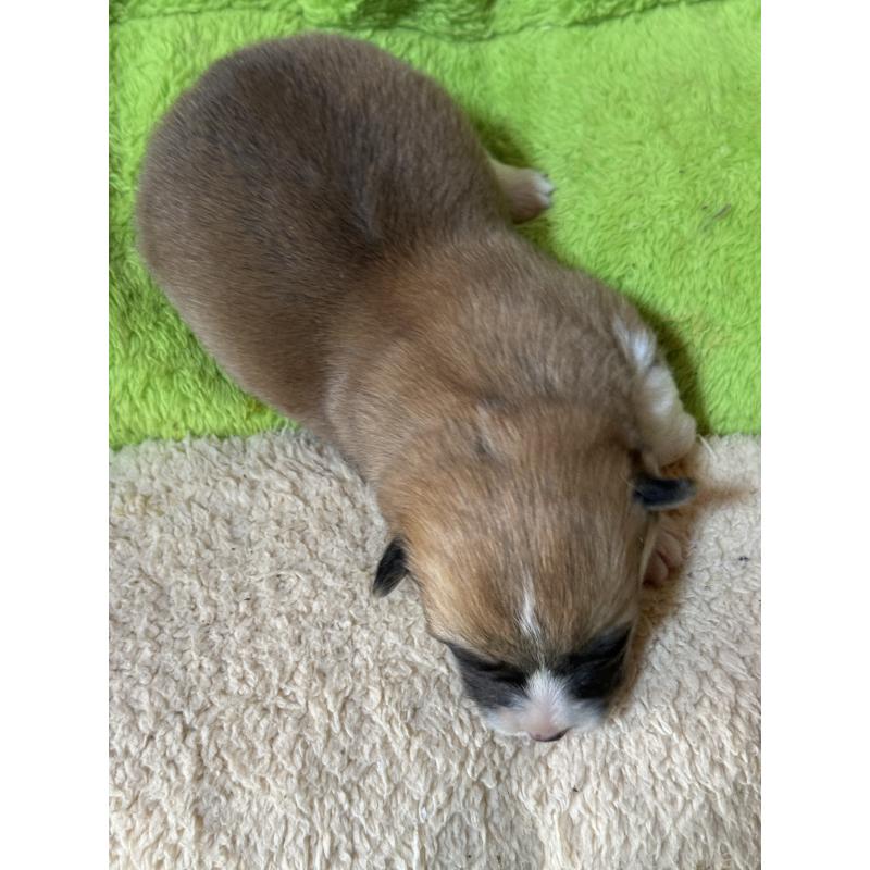 販売中の奈良県のウェルシュコーギーペンブローク-438031の10枚目