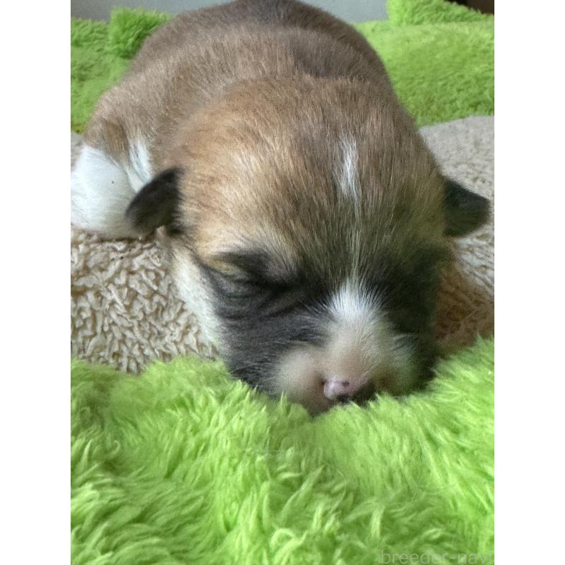 販売中の奈良県のウェルシュコーギーペンブローク-438031の9枚目