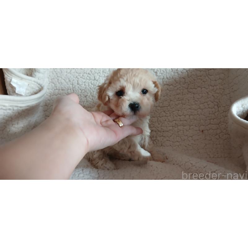 販売中の千葉県のミックス犬-435569の6枚目