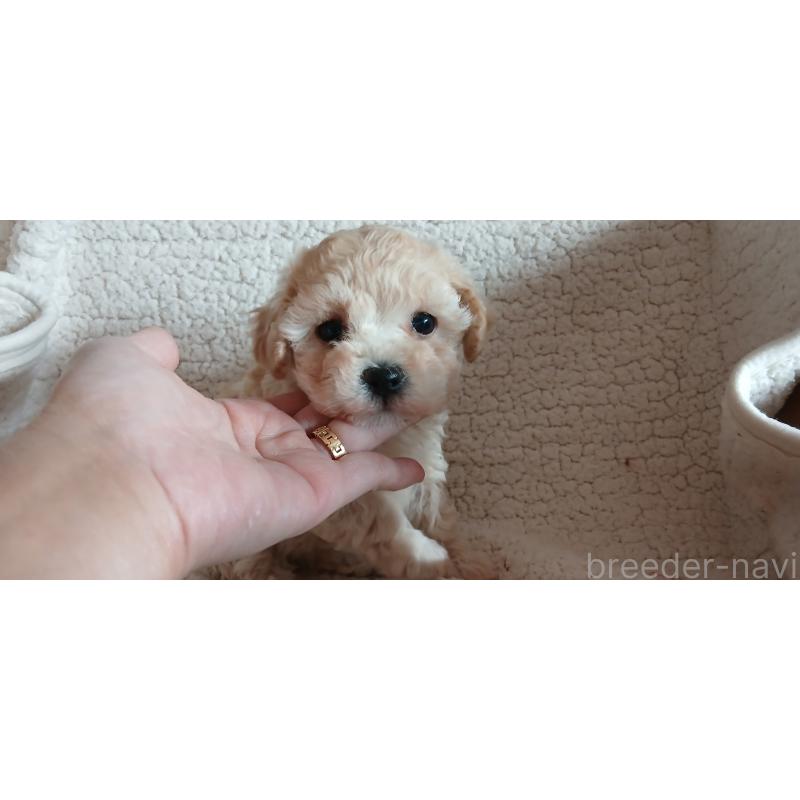 販売中の千葉県のミックス犬-435569の5枚目