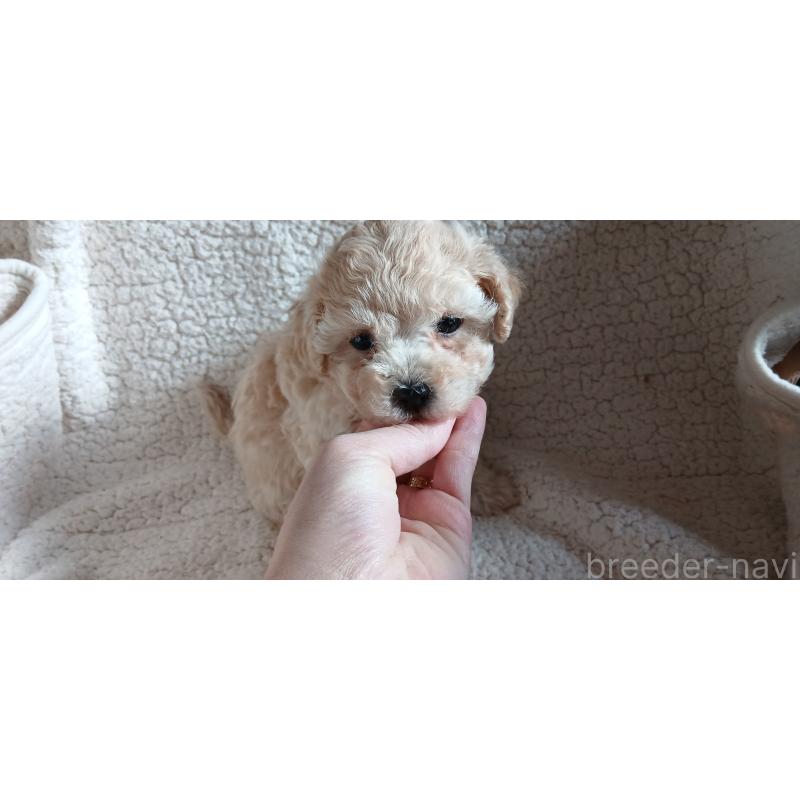 販売中の千葉県のミックス犬-435569の4枚目