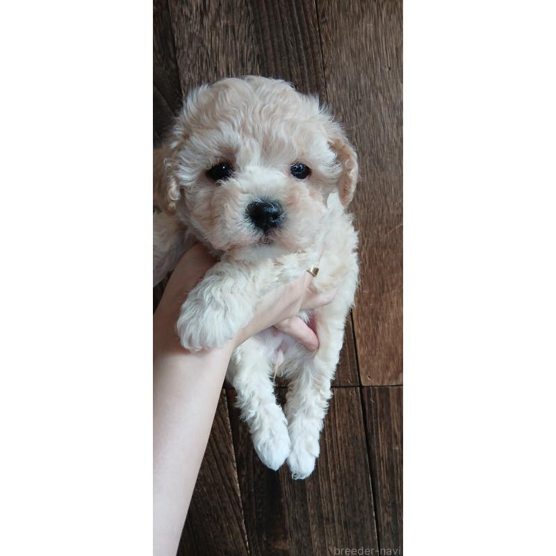 販売中の千葉県のミックス犬-435569の3枚目