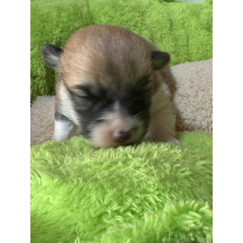 販売中の奈良県のウェルシュコーギーペンブローク-440723の4枚目