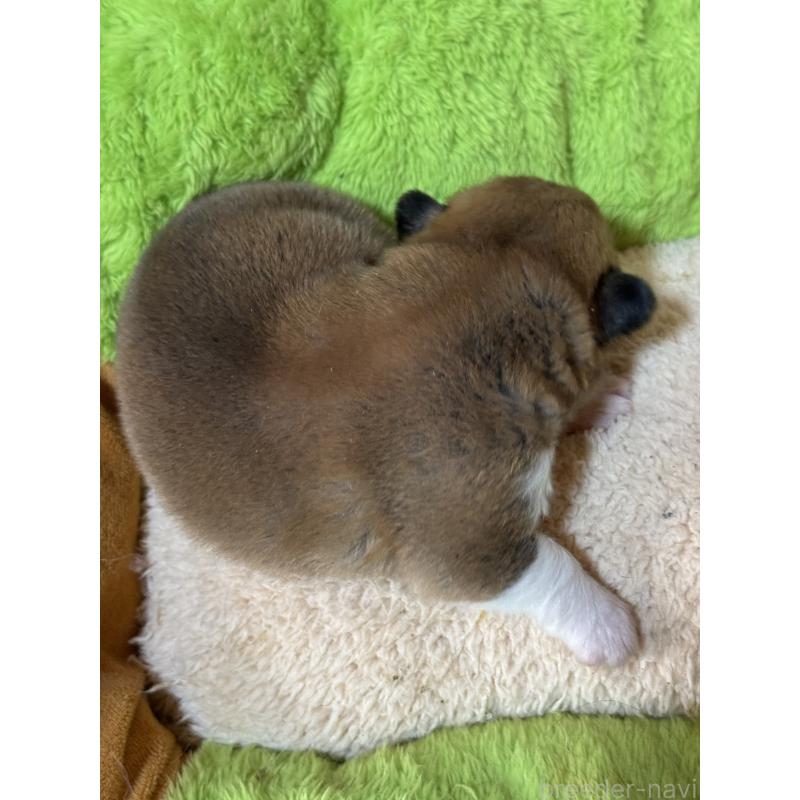 販売中の奈良県のウェルシュコーギーペンブローク-440723の2枚目