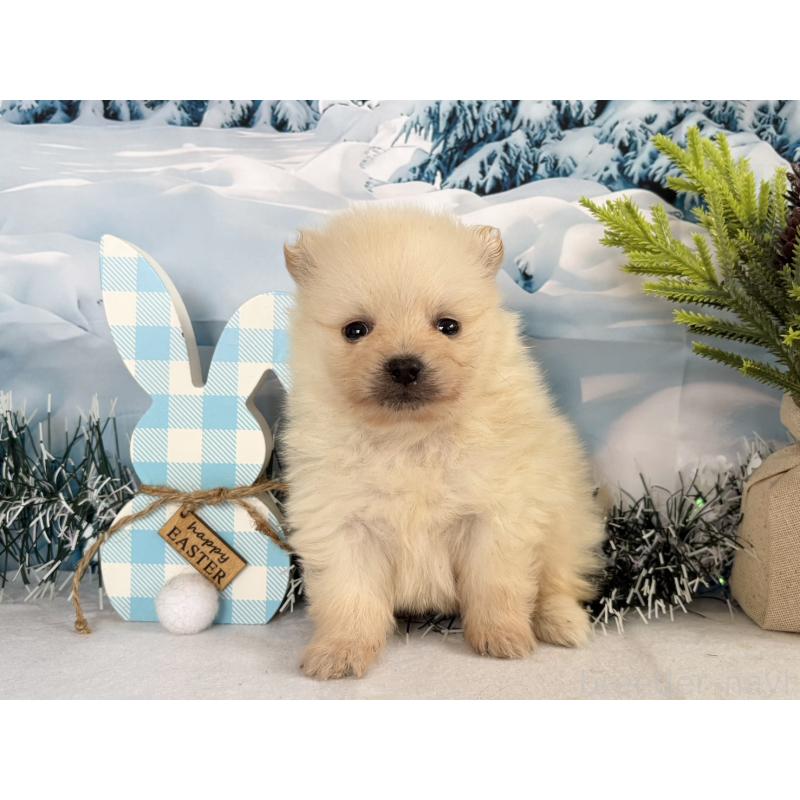 販売中の秋田県のポメラニアン-440724