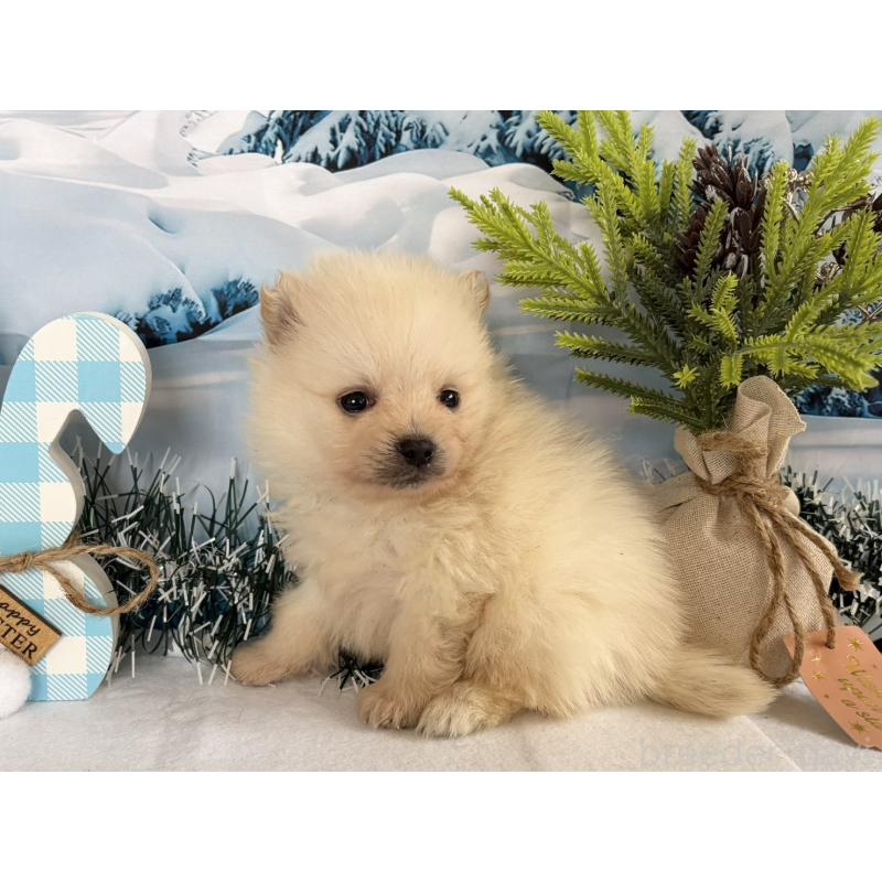 販売中の秋田県のポメラニアン-440724の5枚目