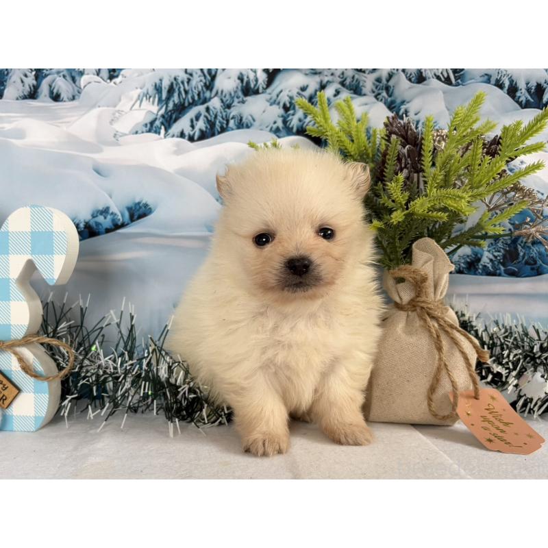 販売中の秋田県のポメラニアン-440724の4枚目