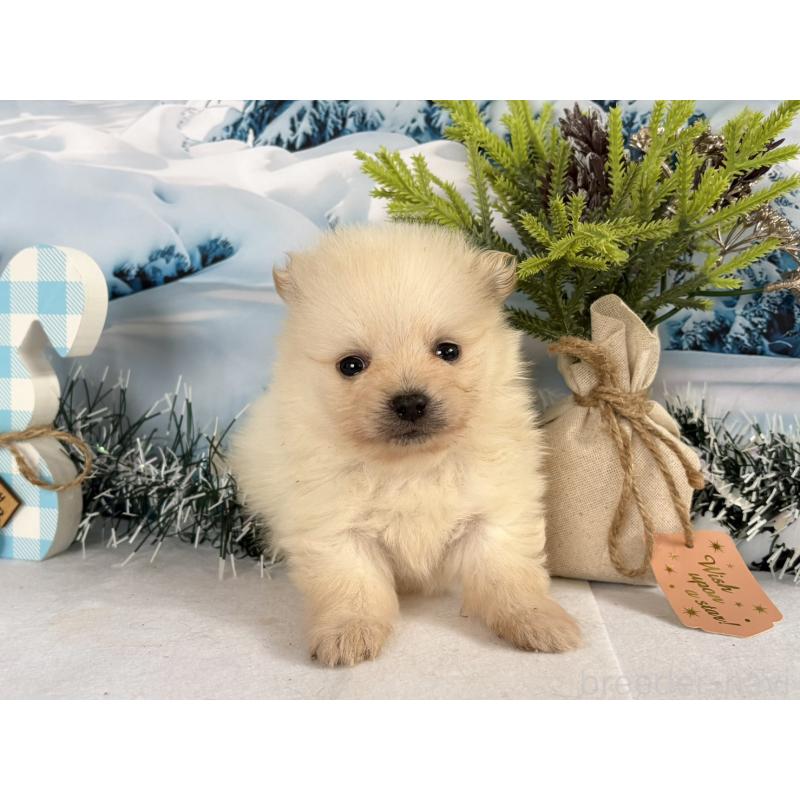 販売中の秋田県のポメラニアン-440724の3枚目