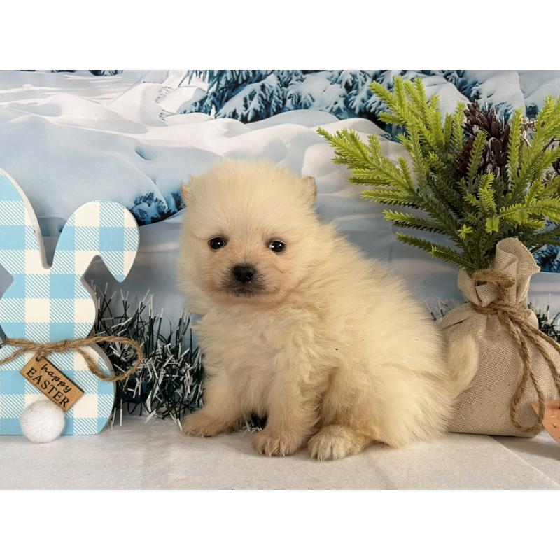 販売中の秋田県のポメラニアン-440724の2枚目