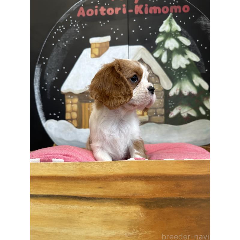 販売中の埼玉県のキャバリアキングチャールズスパニエル-437304の8枚目