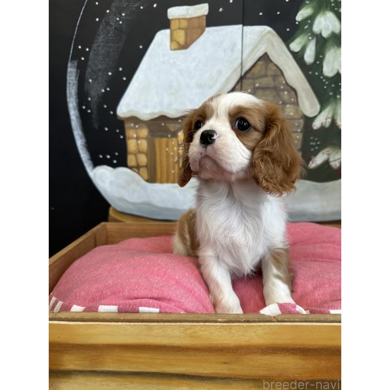 販売中の埼玉県のキャバリアキングチャールズスパニエル-437304の6枚目