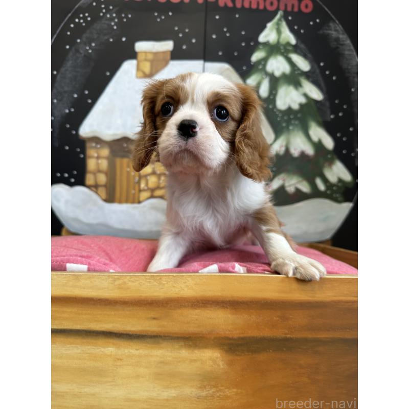 販売中の埼玉県のキャバリアキングチャールズスパニエル-437304の5枚目