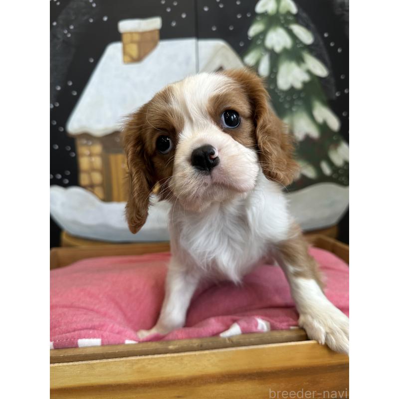 販売中の埼玉県のキャバリアキングチャールズスパニエル-437304の4枚目