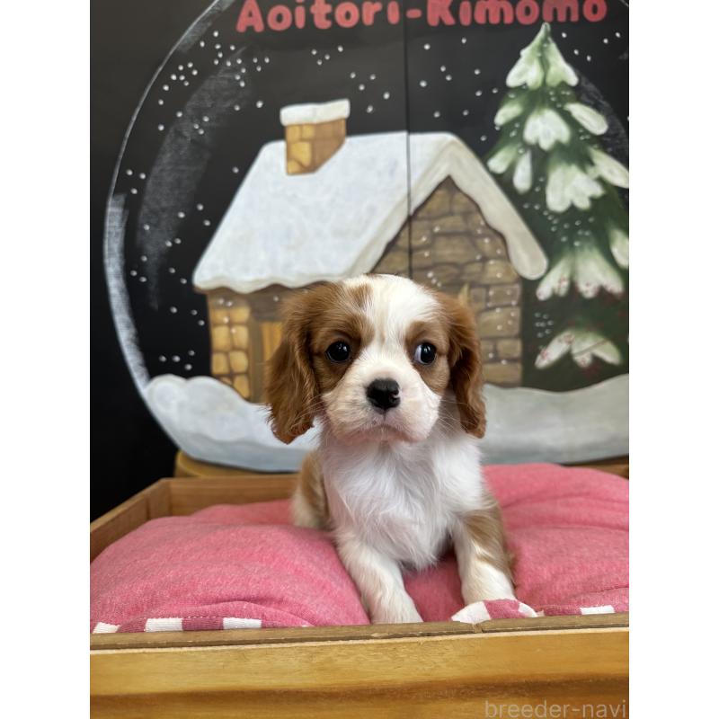 販売中の埼玉県のキャバリアキングチャールズスパニエル-437304の3枚目