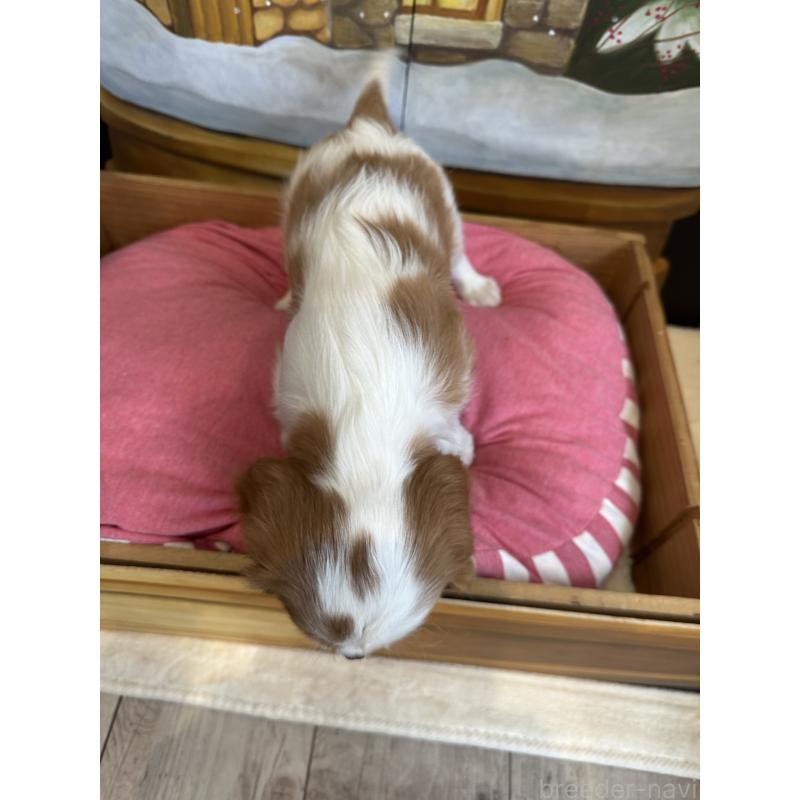 販売中の埼玉県のキャバリアキングチャールズスパニエル-437304の2枚目