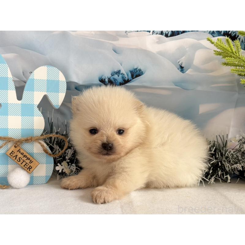 販売中の秋田県のポメラニアン-440725の5枚目