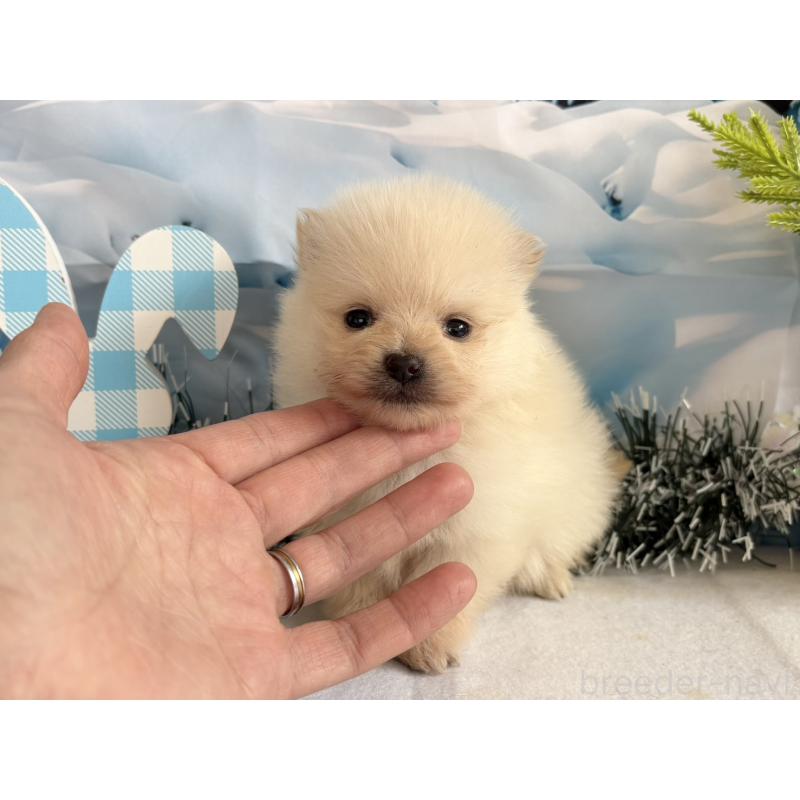 販売中の秋田県のポメラニアン-440725の1枚目