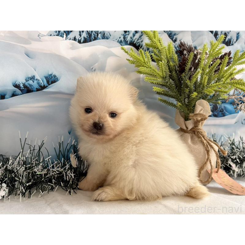 販売中の秋田県のポメラニアン-440725の4枚目