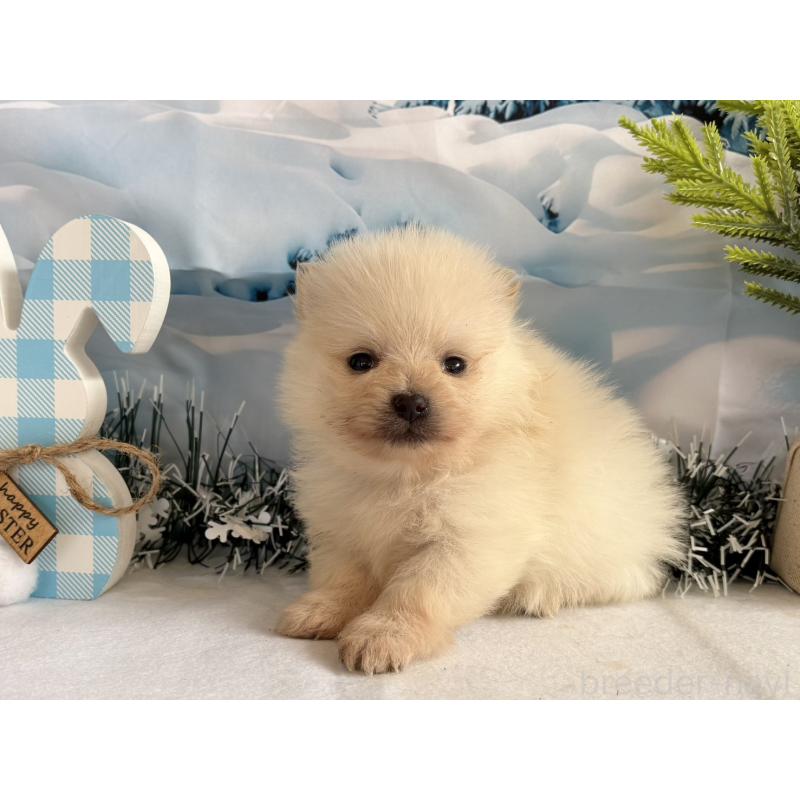 販売中の秋田県のポメラニアン-440725の3枚目