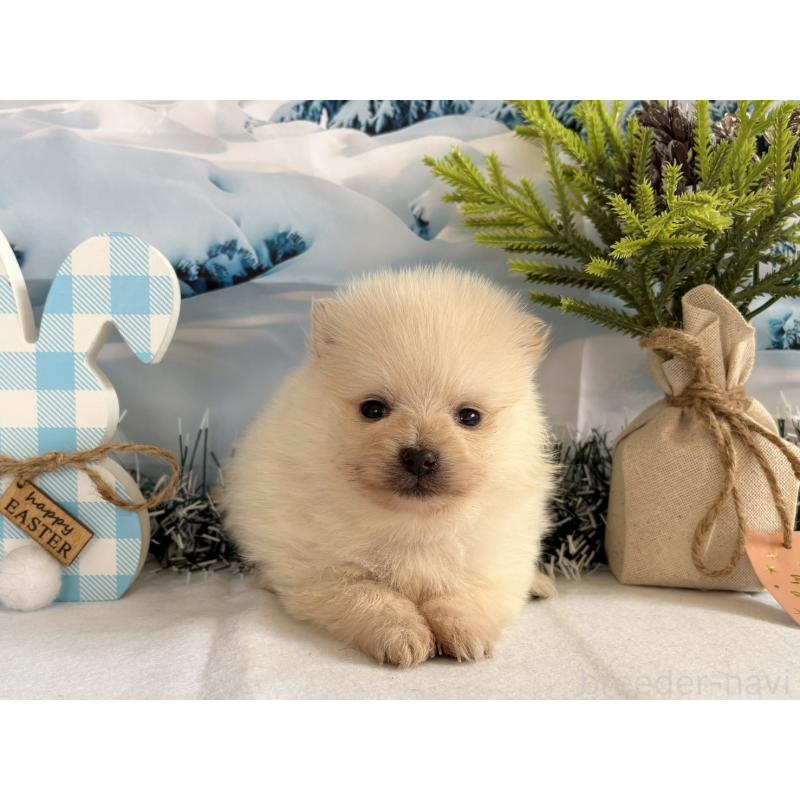 販売中の秋田県のポメラニアン-440725の2枚目