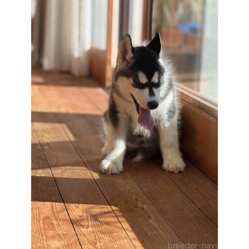 成約済の静岡県のシベリアンハスキー-426759の9枚目