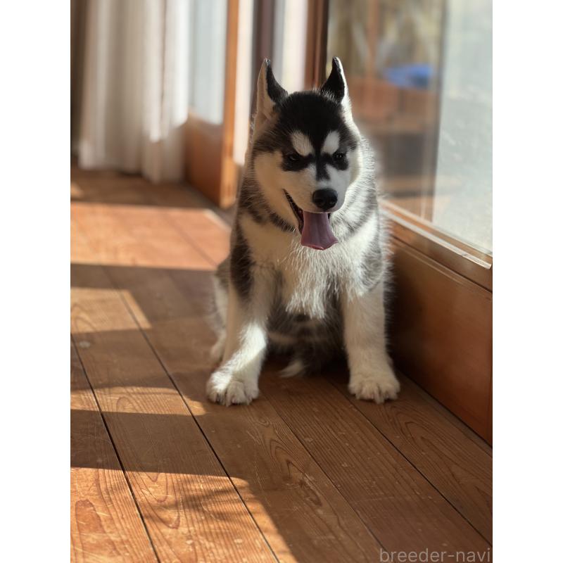 成約済の静岡県のシベリアンハスキー-426759の8枚目