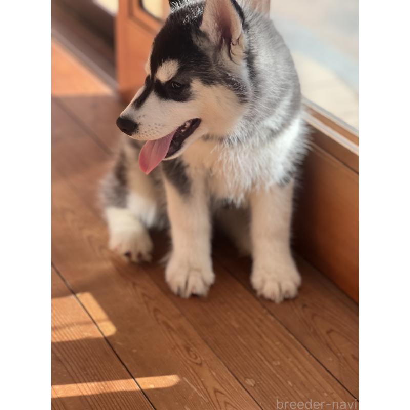 成約済の静岡県のシベリアンハスキー-426759の7枚目