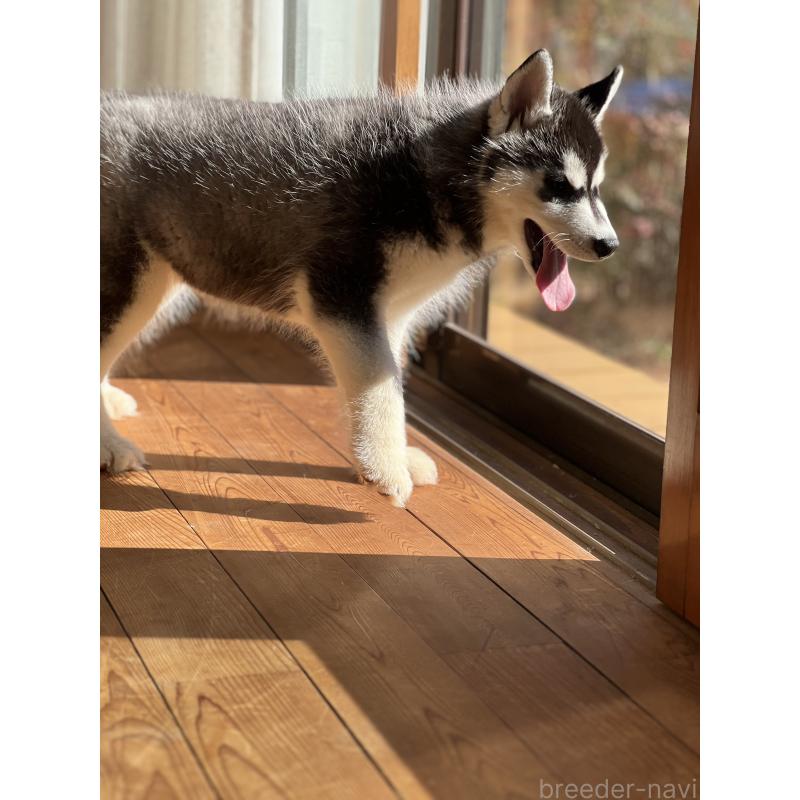 成約済の静岡県のシベリアンハスキー-426759の6枚目
