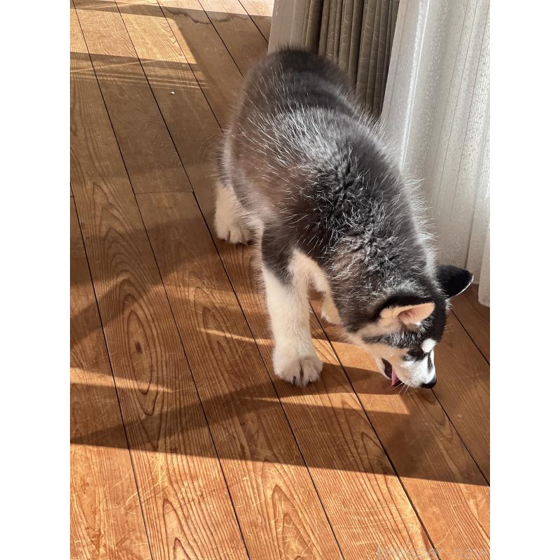 成約済の静岡県のシベリアンハスキー-426759の5枚目