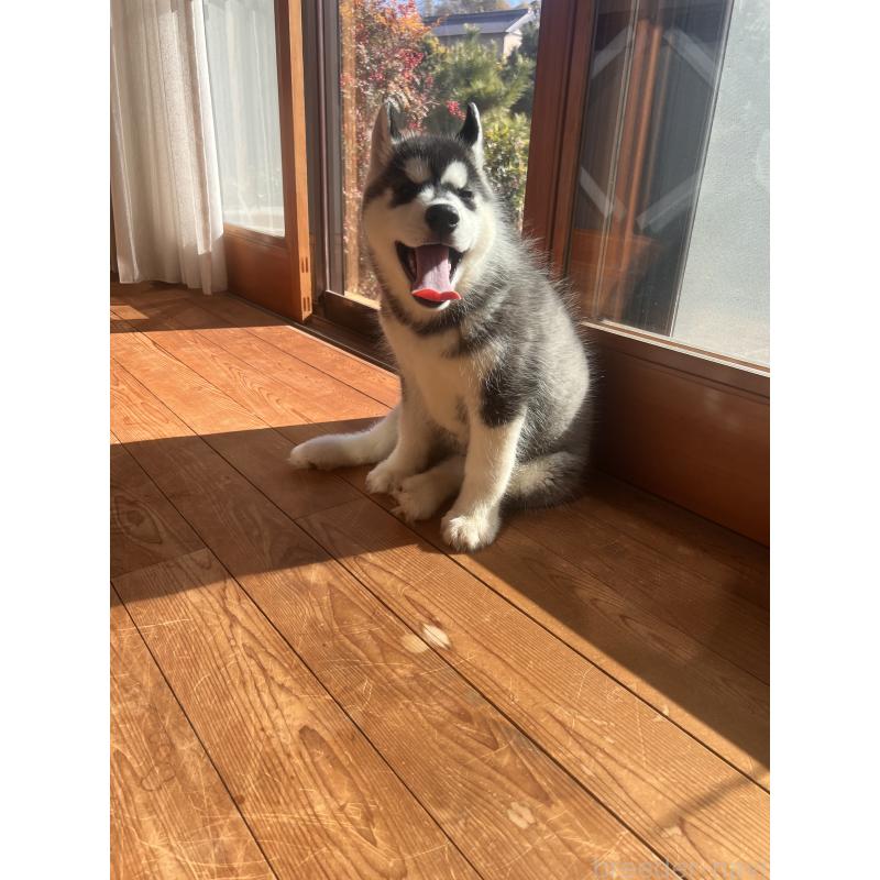 成約済の静岡県のシベリアンハスキー-426759の4枚目