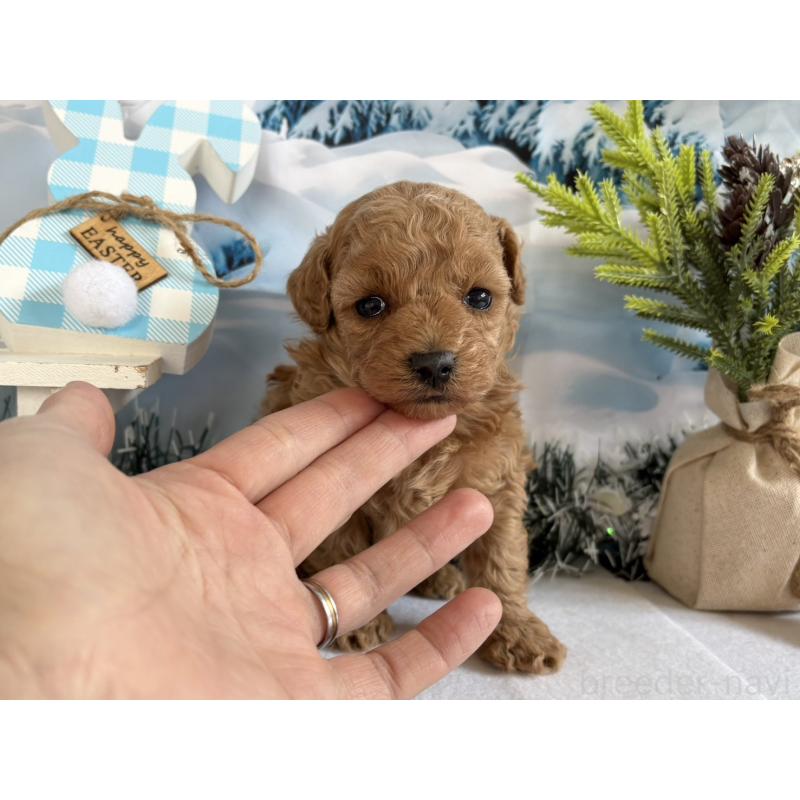 販売中の秋田県のタイニープードル-440726の1枚目