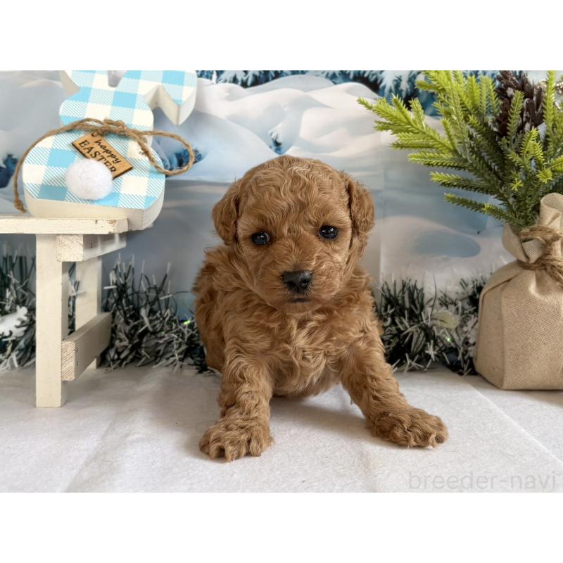 販売中の秋田県のタイニープードル-440726の5枚目