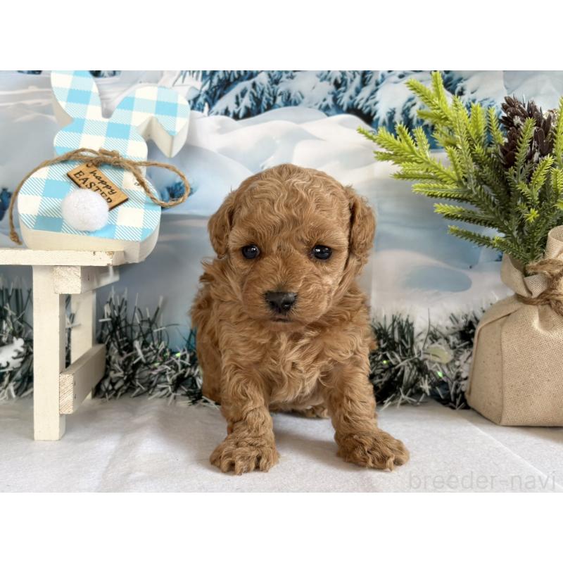 販売中の秋田県のタイニープードル-440726の4枚目