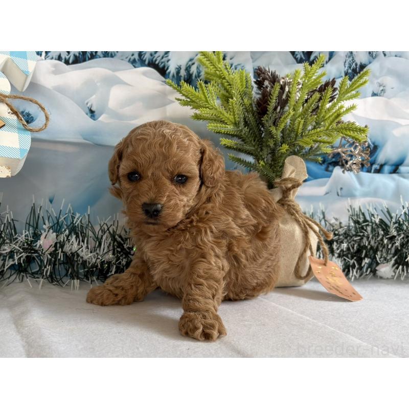 販売中の秋田県のタイニープードル-440726の3枚目