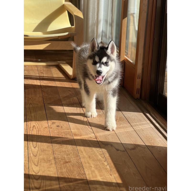 成約済の静岡県のシベリアンハスキー-426759の3枚目