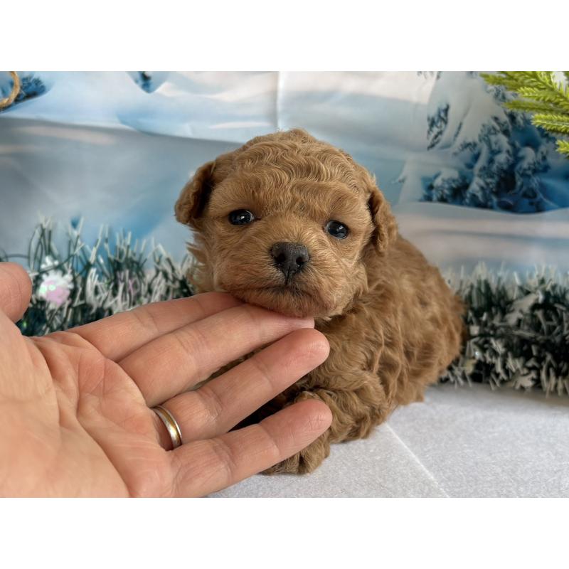 販売中の秋田県のタイニープードル-440727