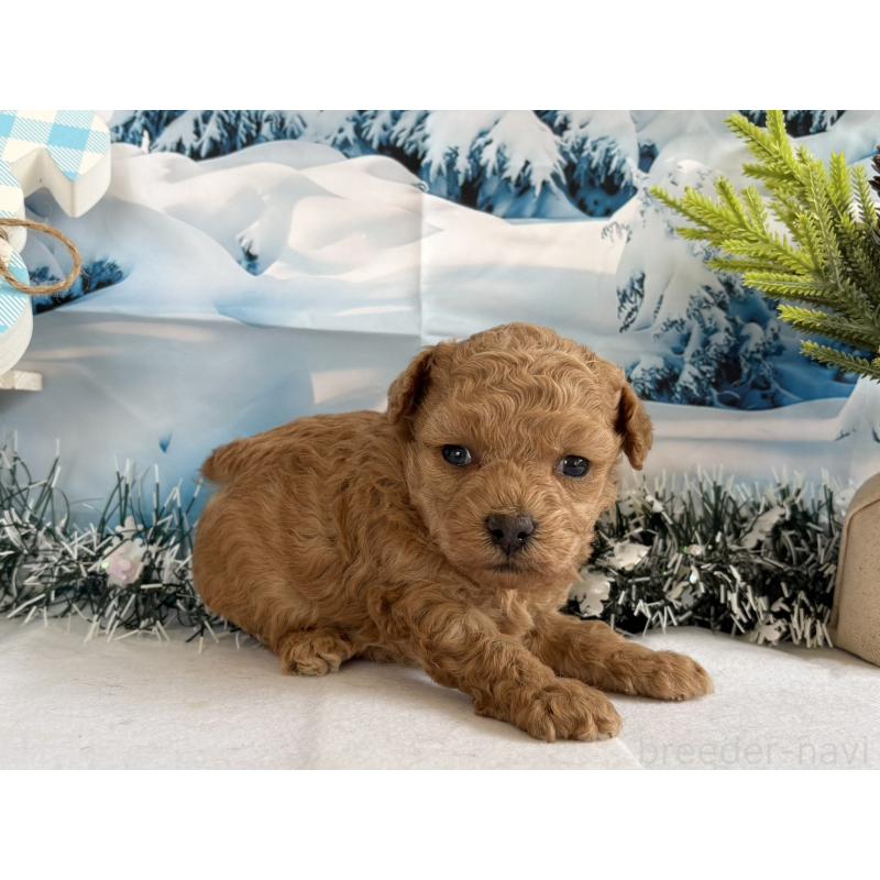 販売中の秋田県のタイニープードル-440727の4枚目